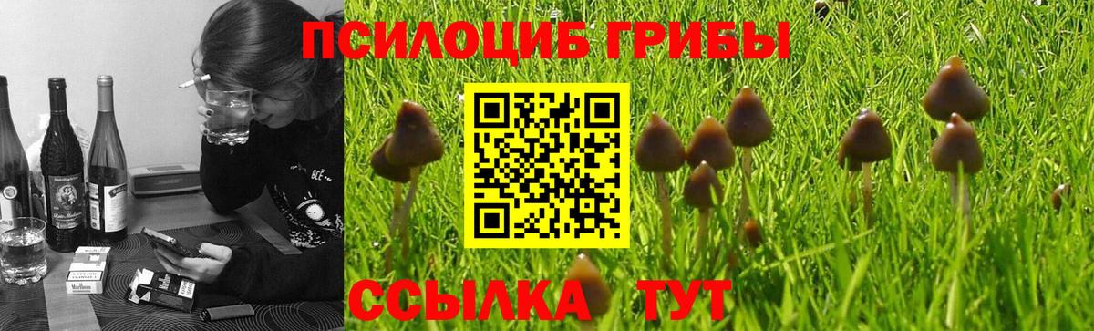 Дзержинский  Галлюциногенные грибы Psilocybe  Вход с VPN 